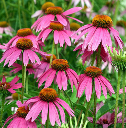 Echinacea ‘Red Knee High’ (grote pot) - zonnehoed