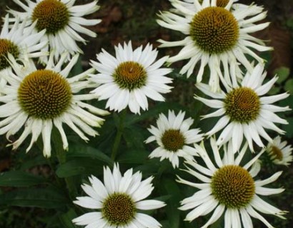 Echinacea ‘White Spider’ (grote pot) - zonnehoed