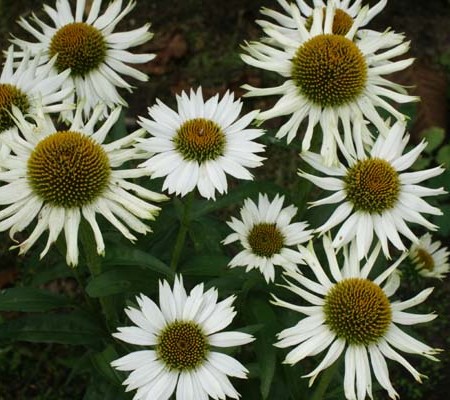 Echinacea ‘White Spider’ (grote pot) - zonnehoed