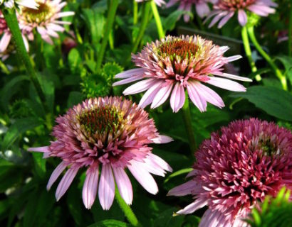 Echinacea ‘Butterfly Kisses’ (grote pot) - zonnehoed