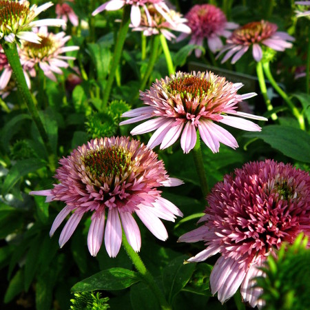 Echinacea ‘Butterfly Kisses’ (grote pot) - zonnehoed