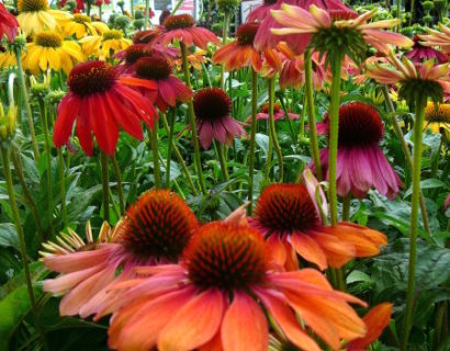 Echinacea ‘Cheyenne Spirit’ (grote pot) - zonnehoed