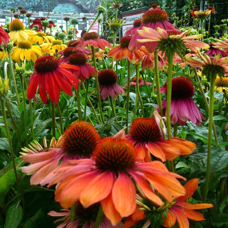 Echinacea ‘Cheyenne Spirit’ (grote pot) - zonnehoed