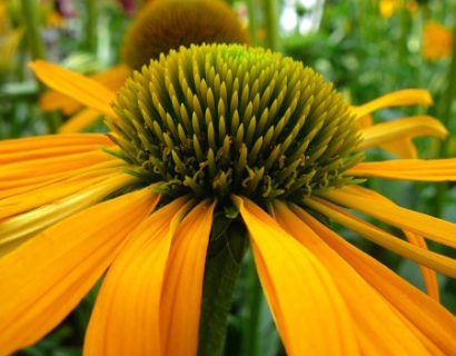 Echinacea ‘Now Cheesier’ (grote pot) - zonnehoed