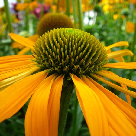 Echinacea ‘Now Cheesier’ (grote pot) - zonnehoed