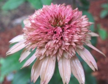 Echinacea ‘Raspberry Truffle’ (grote pot) - zonnehoed