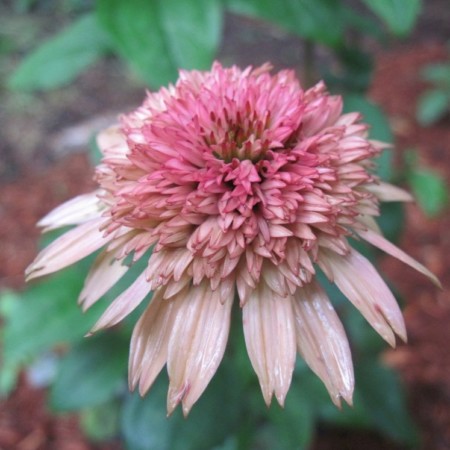 Echinacea ‘Raspberry Truffle’ (grote pot) - zonnehoed