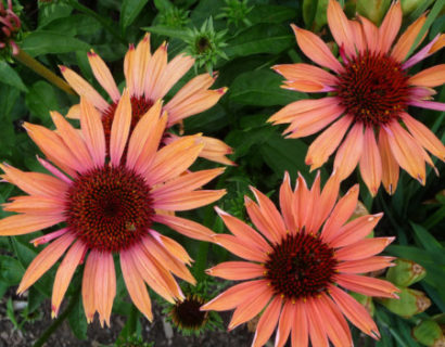 Echinacea ‘Sundown’ (grote pot) - zonnehoed