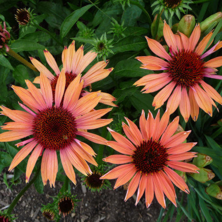 Echinacea ‘Sundown’ (grote pot) - zonnehoed