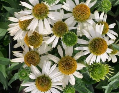 Echinacea ‘White Meditation’  (grote pot) - zonnehoed