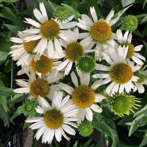 Echinacea ‘White Meditation’  (grote pot) - zonnehoed