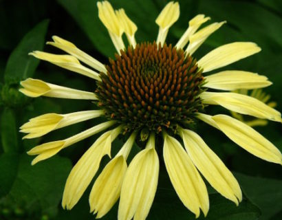 Echinacea ‘Yellow Spider’ (grote pot) - zonnehoed