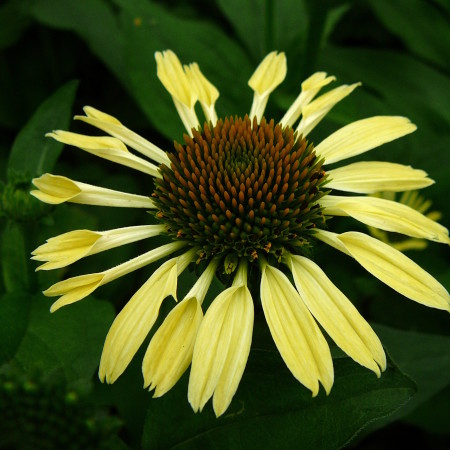 Echinacea ‘Yellow Spider’ (grote pot) - zonnehoed