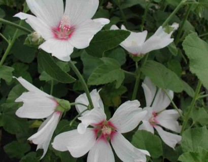 Lavatera ‘Blushing Bride’ (grote pot) - Struikmalva