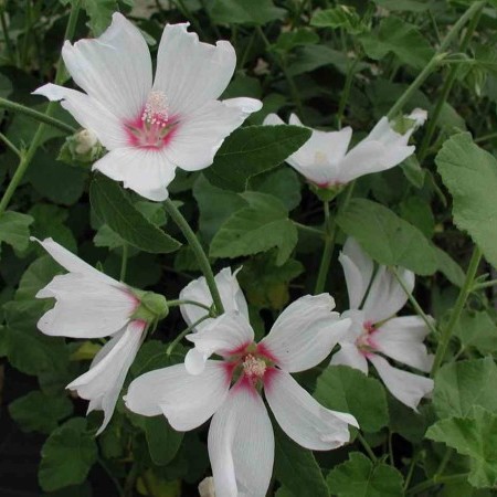 Lavatera ‘Blushing Bride’ (grote pot) - 