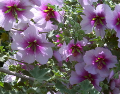 Lavatera maritima (grote pot) - Struikmalva