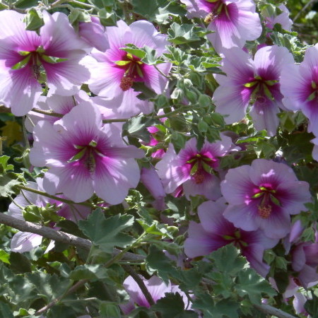 Lavatera maritima (grote pot) - 