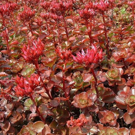 Sedum spurium ‘Schorbuser Blut’ - vetkruid