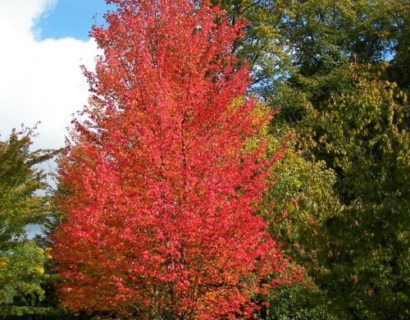 Acer rubrum ‘October Glory’ - rode esdoorn
