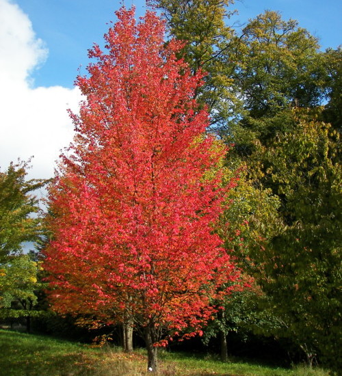 Acer rubrum ‘October Glory’ - rode esdoorn
