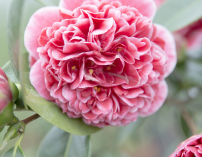 Camellia japonica ‘Volunteer’