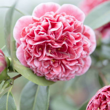 Camellia japonica ‘Volunteer’ - Camellia