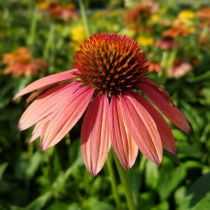 Echinacea ‘Sundown’ (grote pot) - zonnehoed