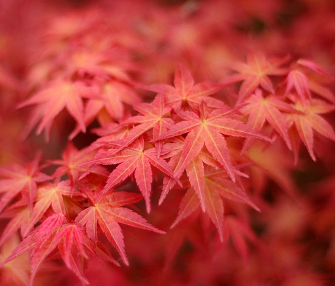 Acer rubrum ‘October Glory’ - rode esdoorn