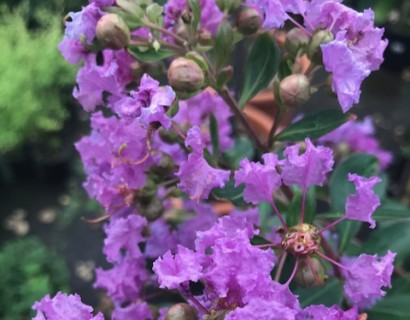 Lagerstroemia indica ‘Cordon Blue’ op stam - lagerstroemia