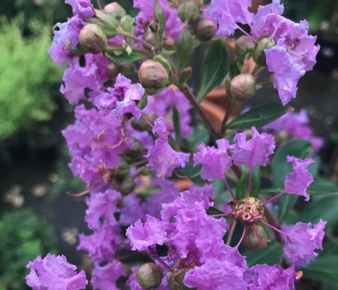 Lagerstroemia indica ‘Cordon Blue’ op stam - lagerstroemia