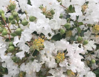 Lagerstroemia indica ‘Pixie’ op stam - lagerstroemia