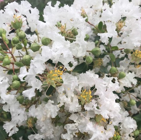 Lagerstroemia indica ‘Pixie’ op stam - lagerstroemia