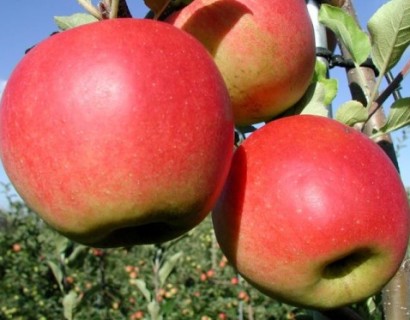 Malus domestica ‘Santana’ - appel