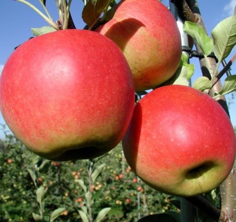 Malus domestica ‘Santana’ - appel