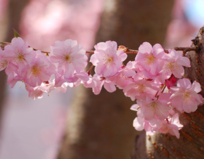 Prunus ‘Accolade’ - Japanse sierkers