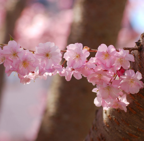 Prunus ‘Accolade’ meerstammig - Japanse sierkers