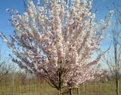 Prunus ‘Pandora’