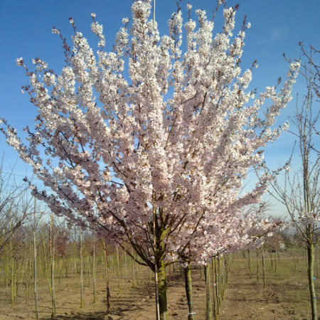 Prunus ‘Pandora’ - Japanse sierkers