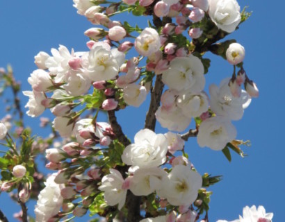 Prunus serrulata ‘Shirotae’ meerstammig - Japanse sierkers