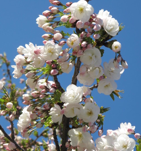 Prunus serrulata ‘Shirotae’ - Japanse sierkers