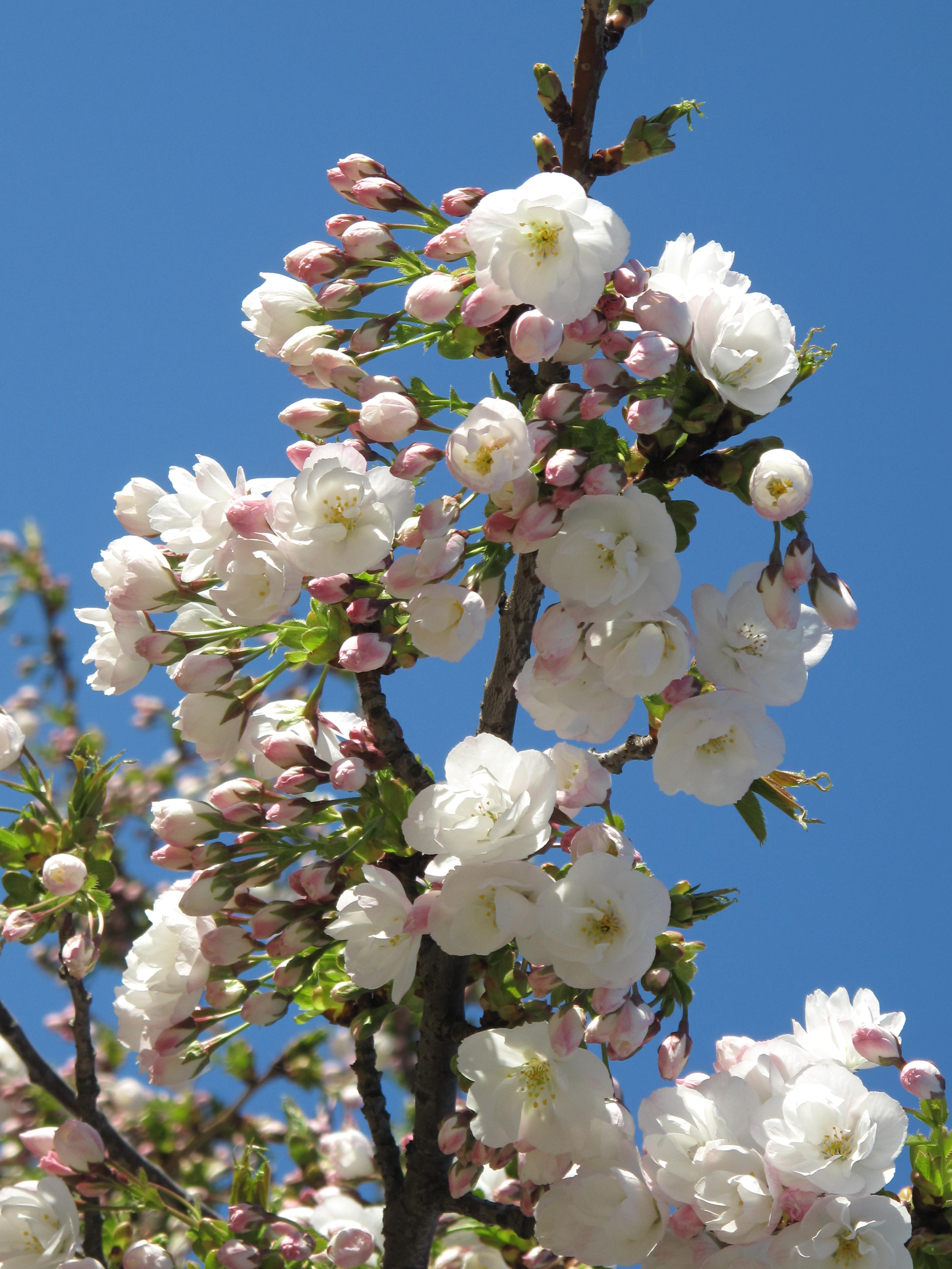 Prunus serrulata 'Shirotae'.