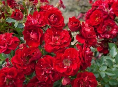 Rosa ‘The Fairy’ rood - bodembedekkende roos