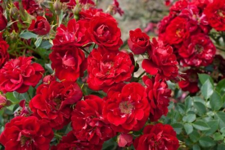 Rosa ‘The Fairy’ rood - bodembedekkende roos