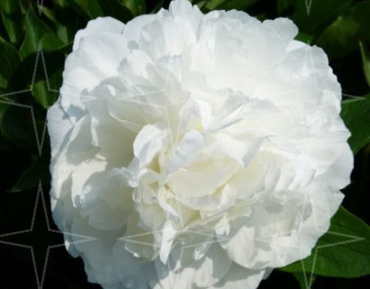 Paeonia lactiflora ‘Shirley Temple’ (grote pot) - Pioen