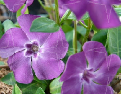 Vinca minor ‘Atropurpurea’ (grote pot) - kleinbladige maagdenpalm