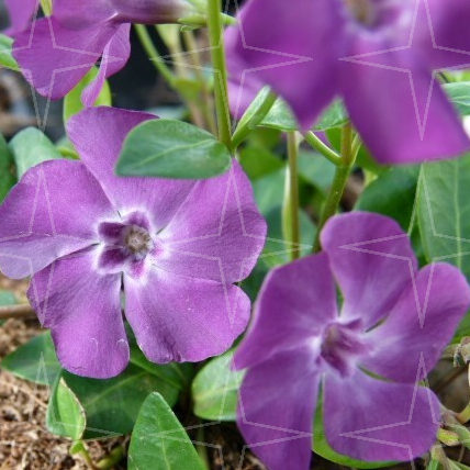 Vinca minor ‘Atropurpurea’ (grote pot) - kleinbladige maagdenpalm