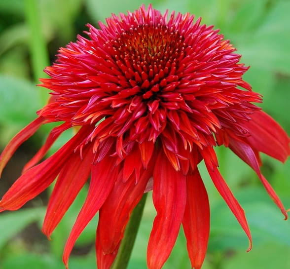 Echinacea ‘Hot Papaya’ (grote pot) - zonnehoed