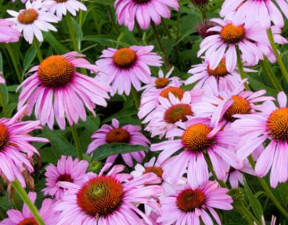 Echinacea purpurea ‘Magnus’ pot 2 liter - zonnehoed