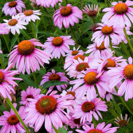 Echinacea purpurea ‘Magnus’ pot 2 liter