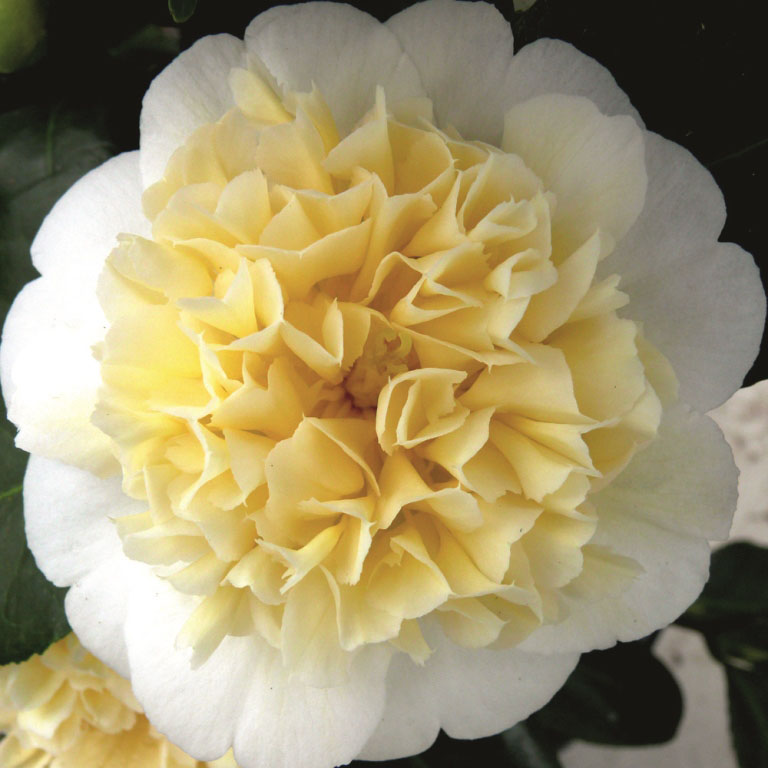 Camellia w. 'Jury's Yellow'.